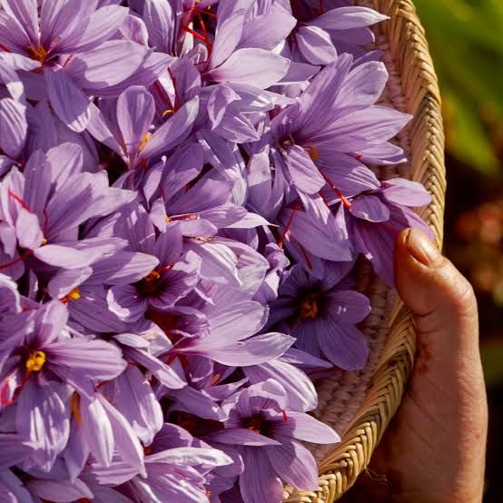 Basket of freshly picked saffron crocus flowers