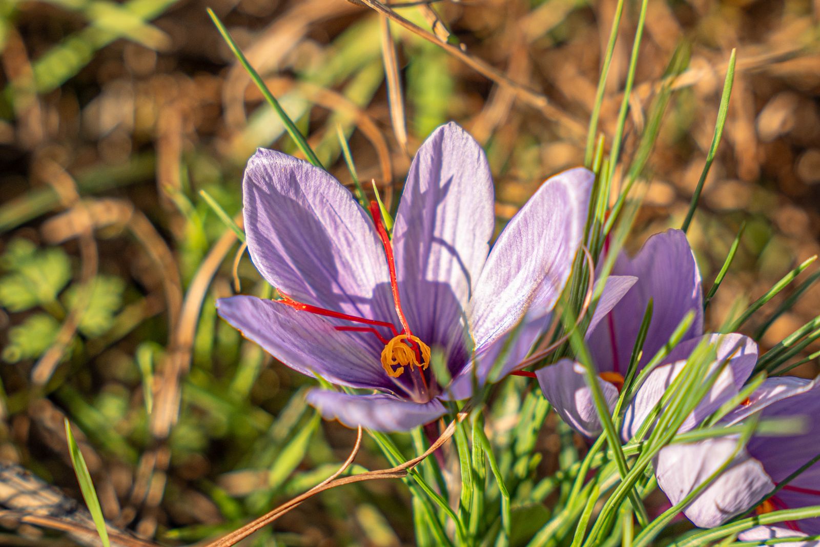 Saffron crocus in flower with its red stigmas, Ourika Valley