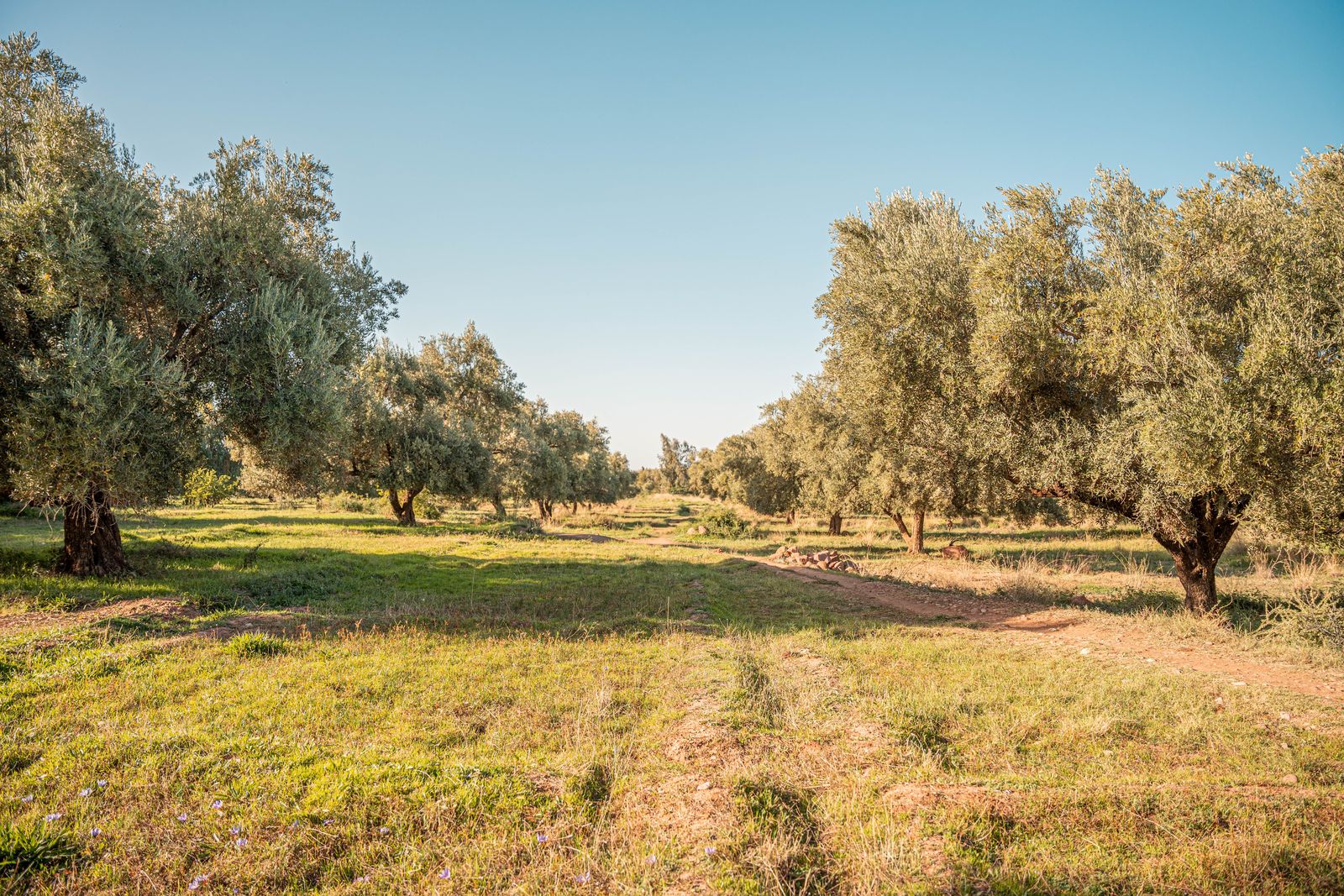 Saffron field under old olive trees in the Ourika Valley