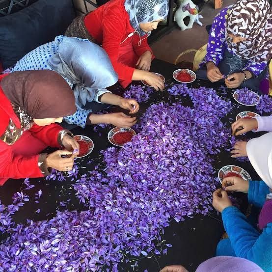 Women separating the red saffron stigmas from freshly picked crocus flowers